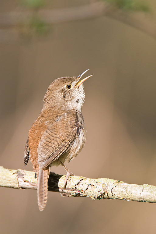 House Wren (Troglodytes aedon)