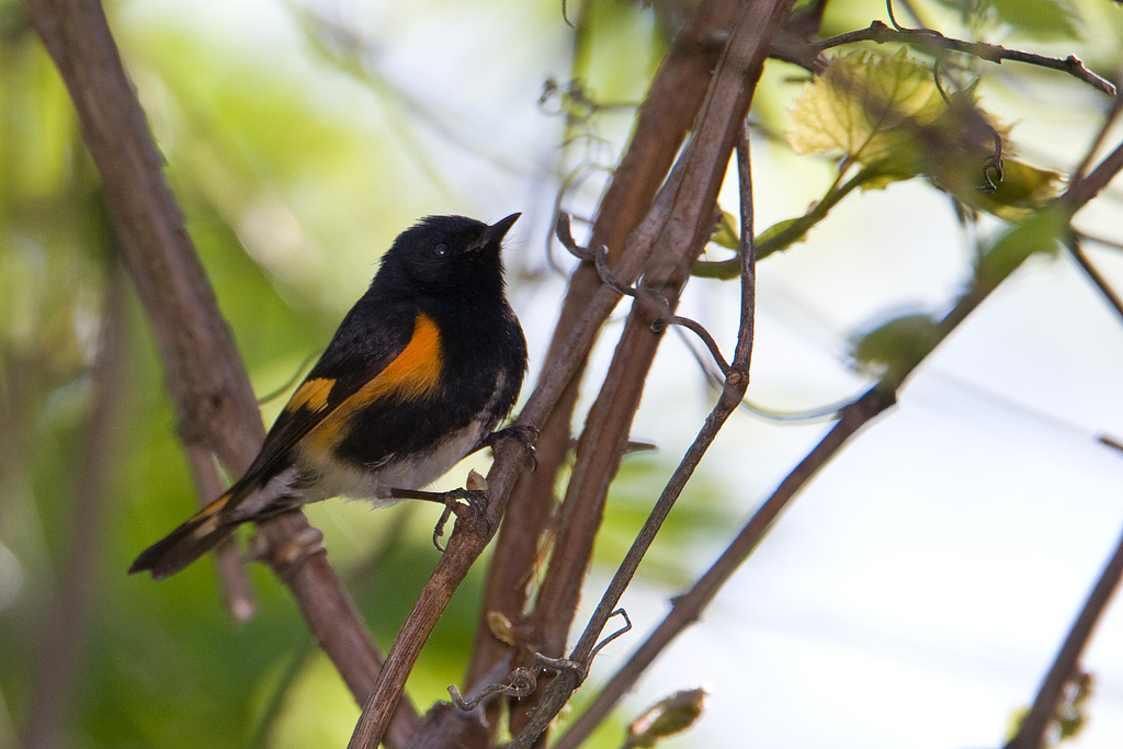 American Redstart (Setophaga ruticilla)