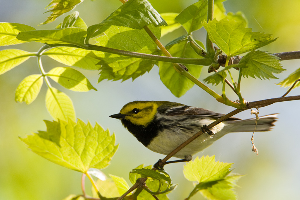 Black-throated Green Warbler (Dendroica virens)