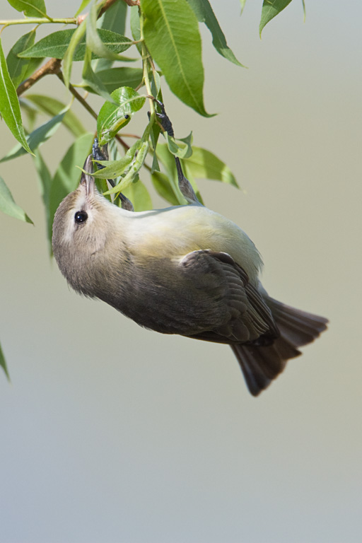 Warbling Vireo (Vireo gilvus)