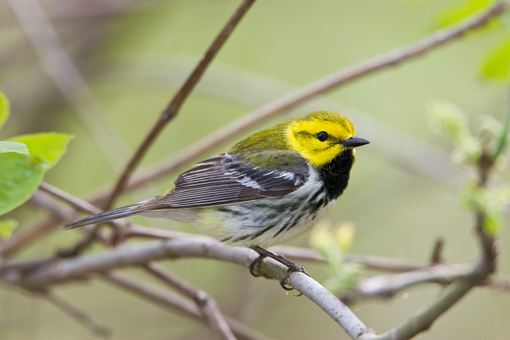 Black-throated Green Warbler (Dendroica virens)