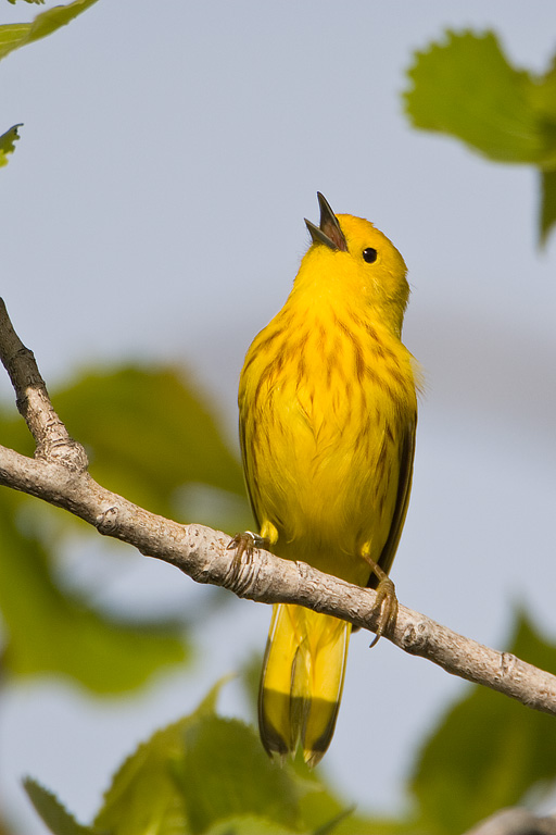 Yellow Warbler (Dendroica petechia)