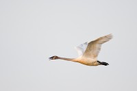 Trumpeter Swan (Cygnus buccinator)