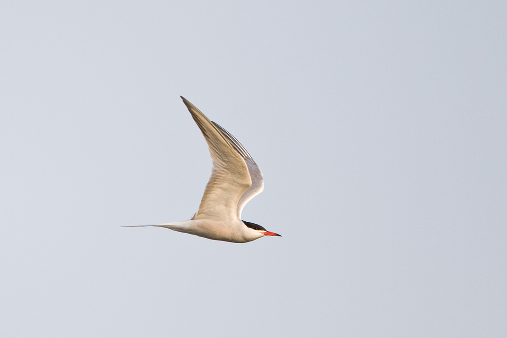 Common Tern (Sterna hirundo)