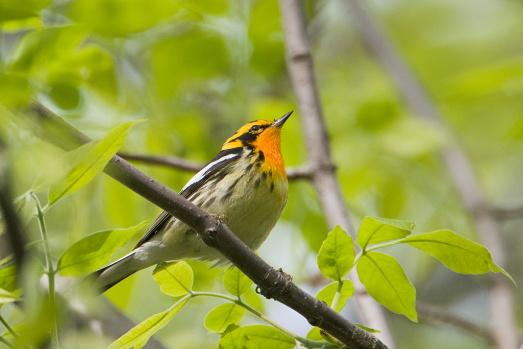 Blackburnian Warbler (Dendroica fusca)