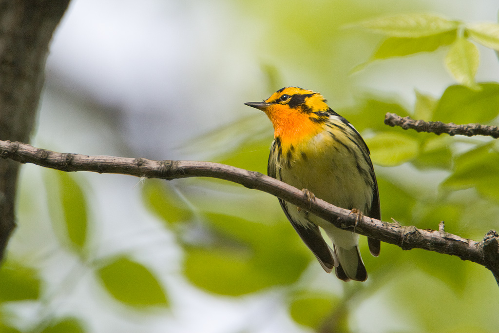 Blackburnian Warbler (Dendroica fusca)