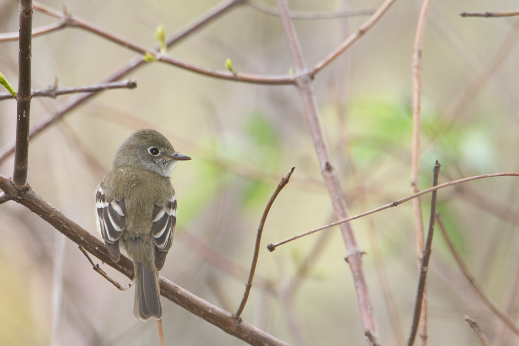 Least Flycatcher (Empidonax minimus)