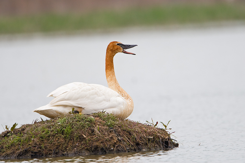 Trumpeter Swan (Cygnus buccinator)