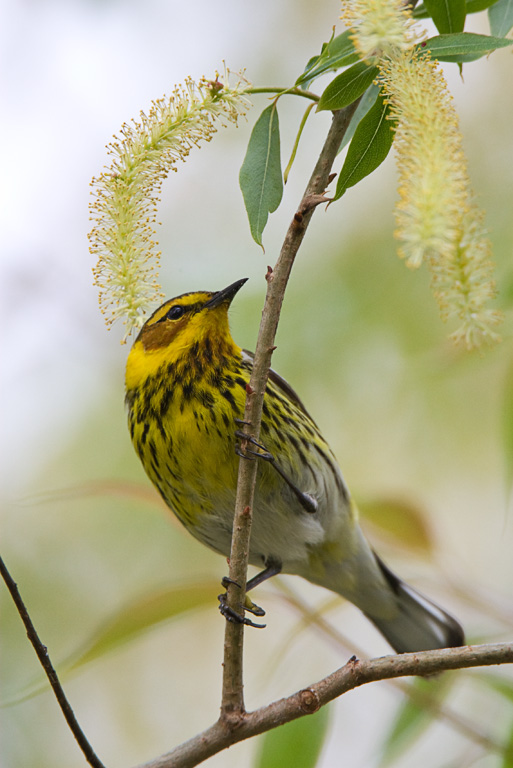 Cape May Warbler (Dendroica tigrina)