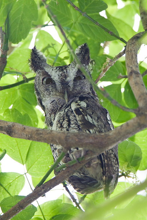 Eastern Screech Owl (Otus asio)