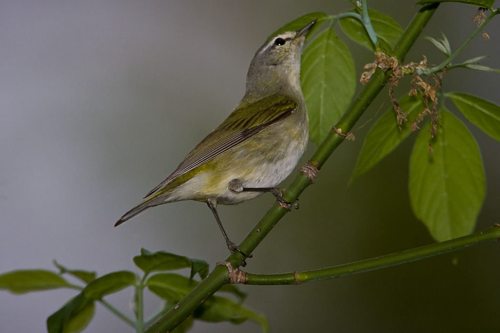 Tennessee Warbler (Vermivora peregrina)