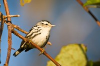 Black-and-white Warbler (Mniotilta varia)