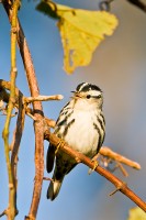 Black-and-white Warbler (Mniotilta varia)