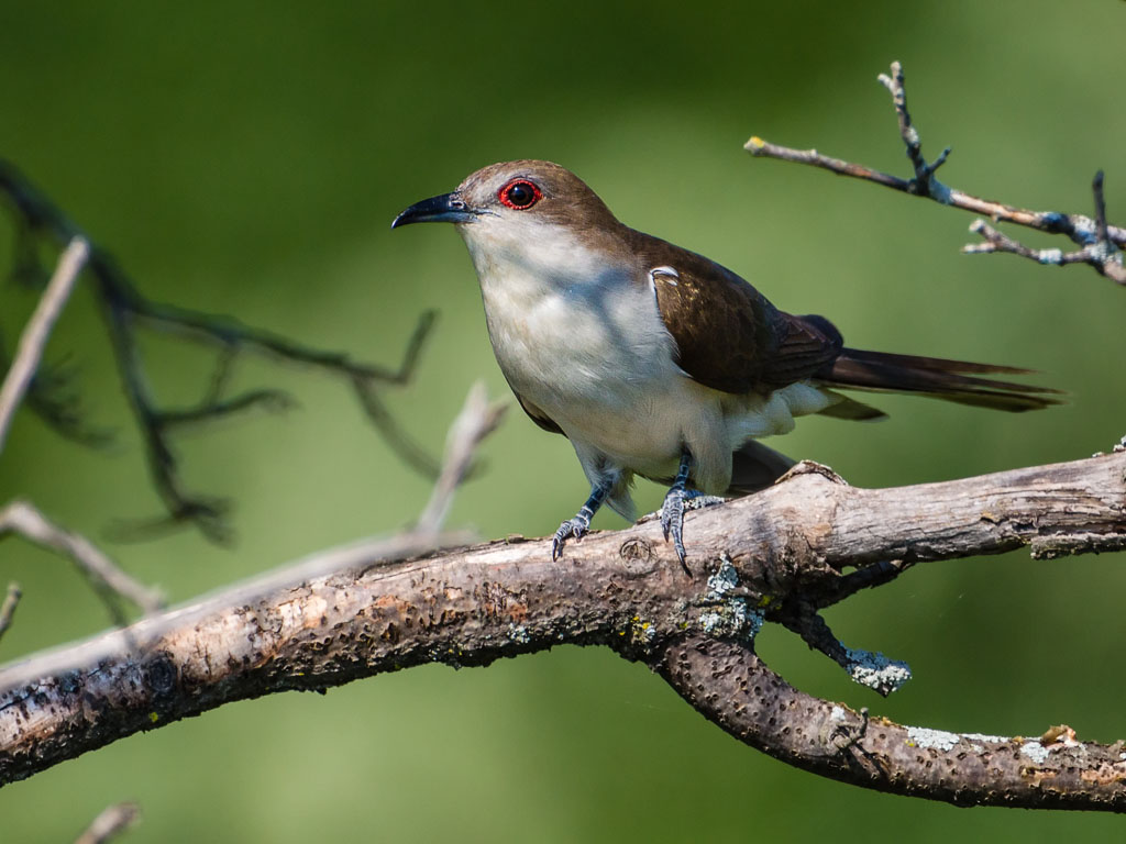 Black-billed Cuckoo (Coccyzus erythropthalmus)