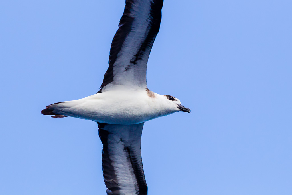 Black-capped Petrel (Pterodroma hasitata)