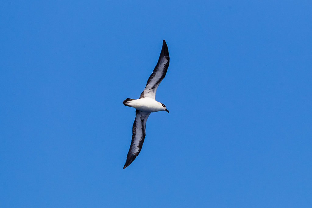 Black-capped Petrel (Pterodroma hasitata)