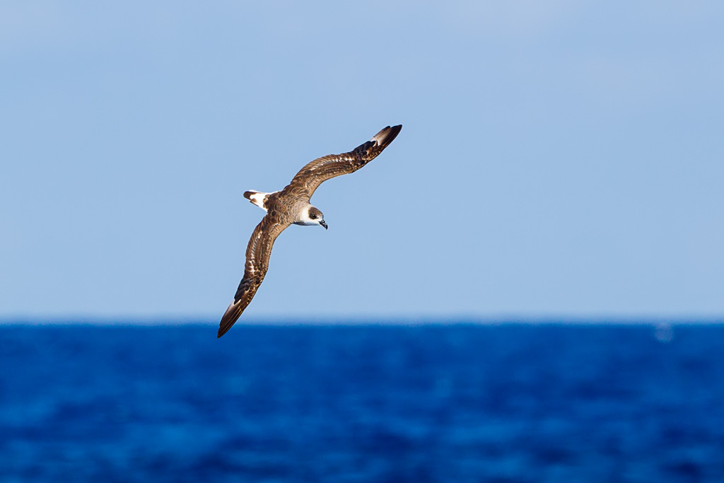 Black-capped Petrel (Pterodroma hasitata)