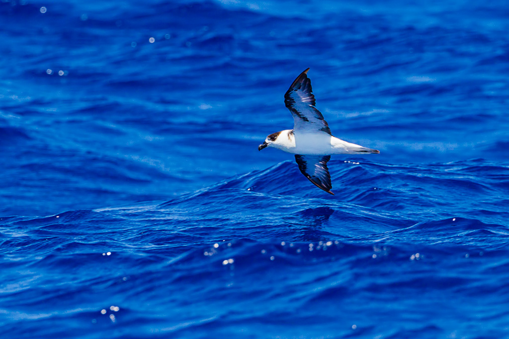 Black-capped Petrel (Pterodroma hasitata)