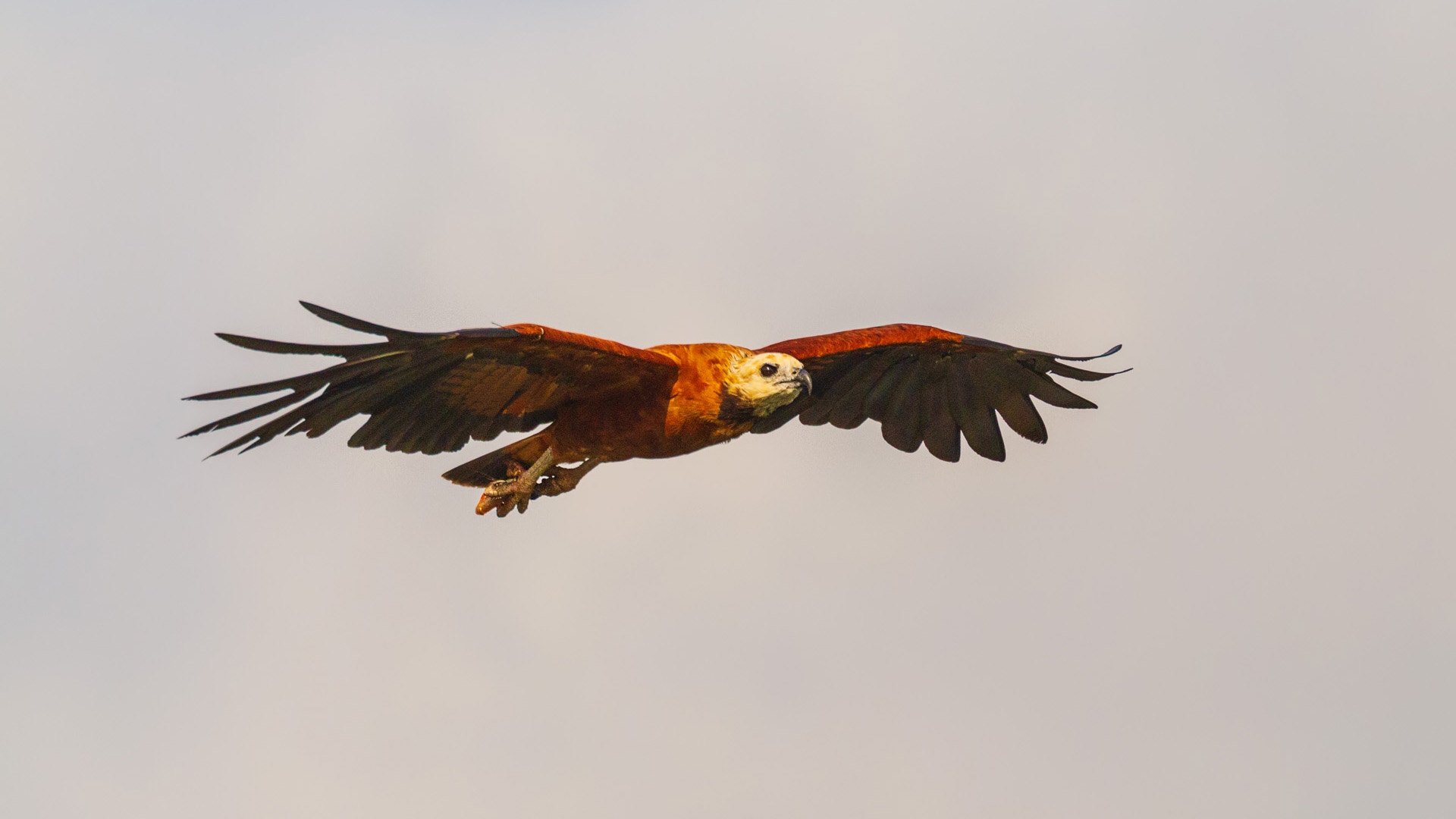 Black-collared Hawk (Busarellus nigricollis)