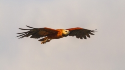 Black-collared Hawk (Busarellus nigricollis)