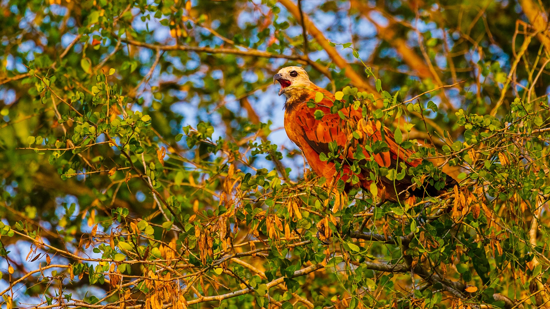 Black-collared Hawk (Busarellus nigricollis)