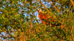 Black-collared Hawk (Busarellus nigricollis)