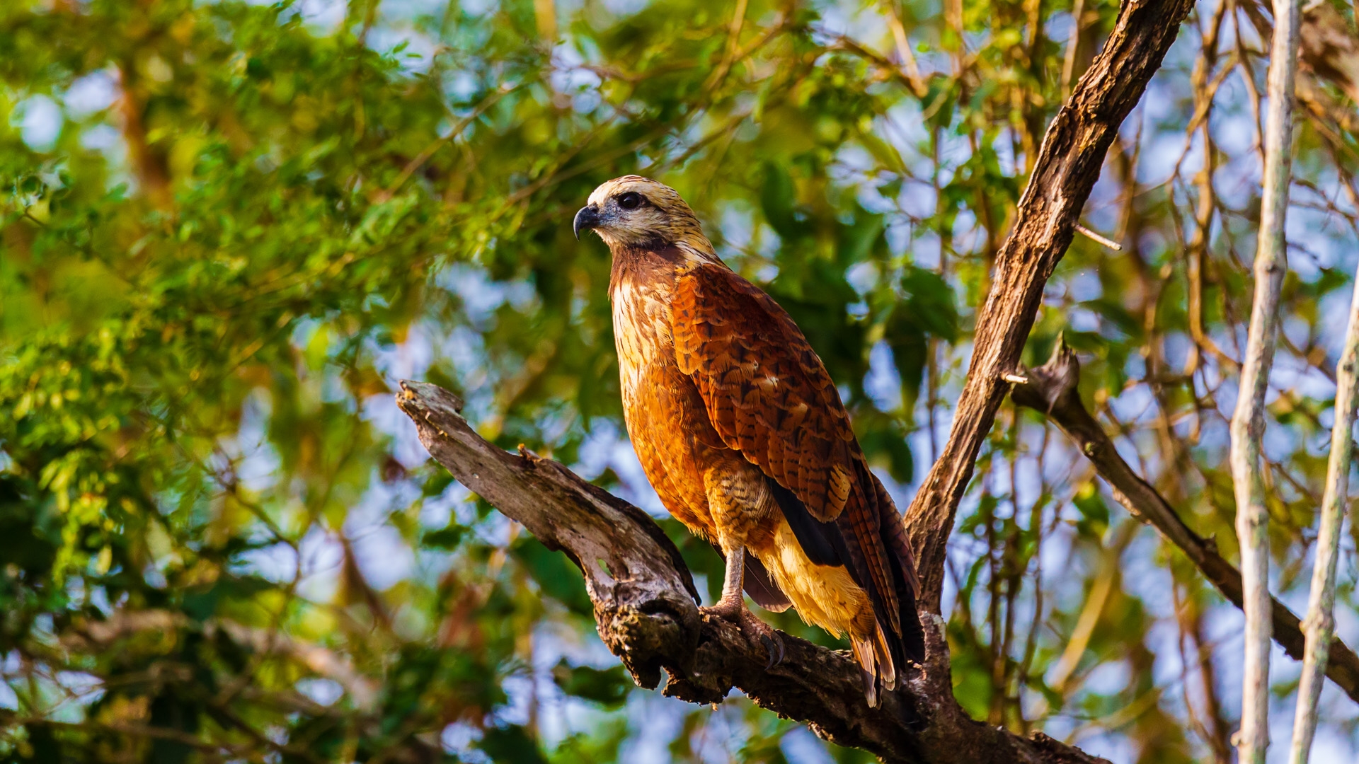 Black-collared Hawk (Busarellus nigricollis)