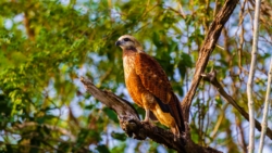 Black-collared Hawk (Busarellus nigricollis)