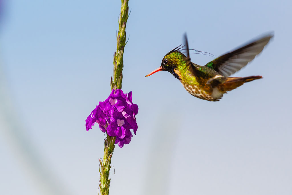 Black-crested Coquette (Lophornis helenae)