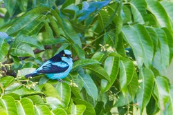 Black-faced Dacnis (Dacnis lineata)