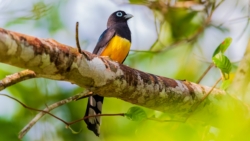 Black-headed Trogon (Trogon melanocephalus)