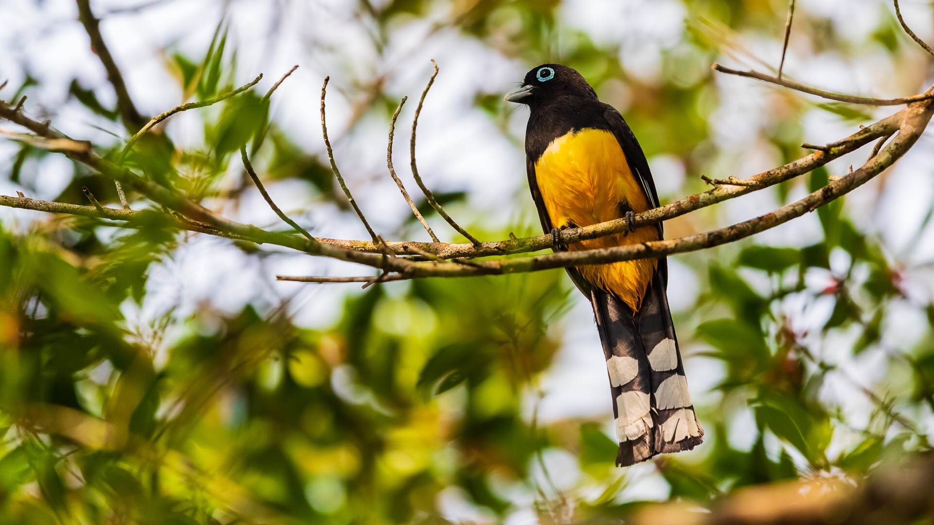 Black-headed Trogon (Trogon melanocephalus)