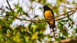 Black-headed Trogon (Trogon melanocephalus)