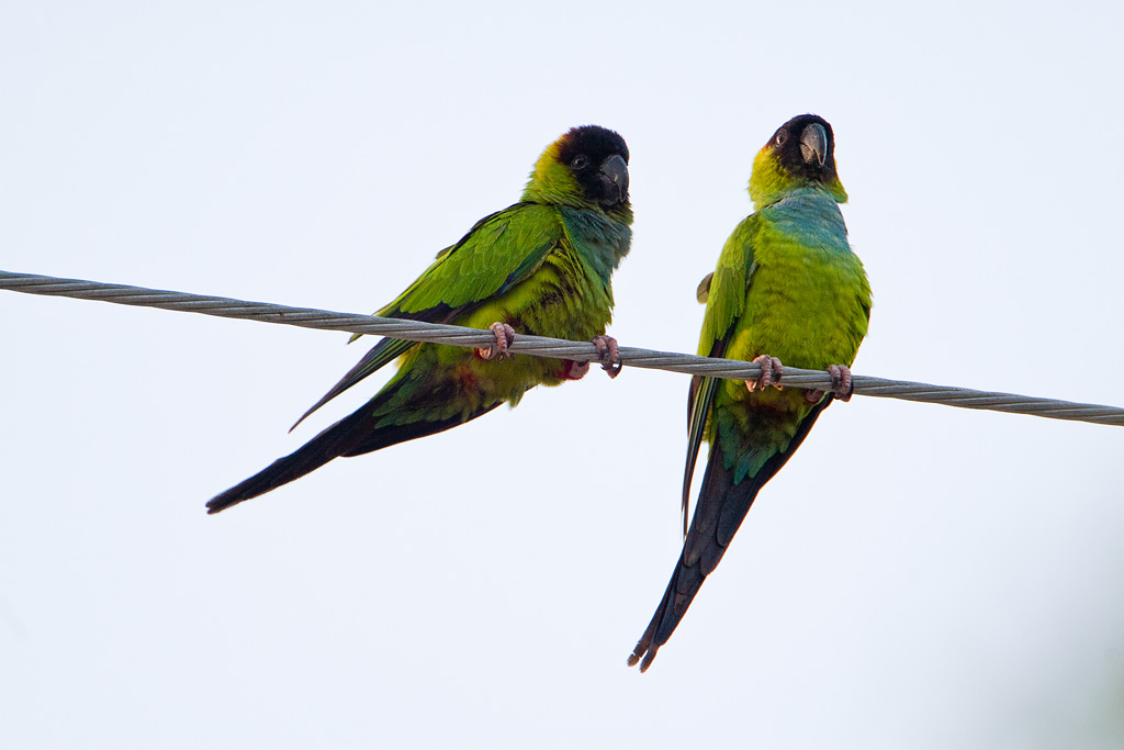 Black-hooded Parakeet (Nandayus nenday)