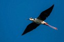 Black-neck Stilt (Himantopus mexicanus)