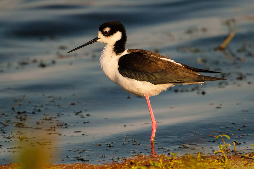 Black-necked Stilt (Himantopus mexicanus)