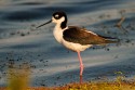 Black-necked Stilt (Himantopus mexicanus)