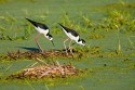 Black-neck Stilt (Himantopus mexicanus)