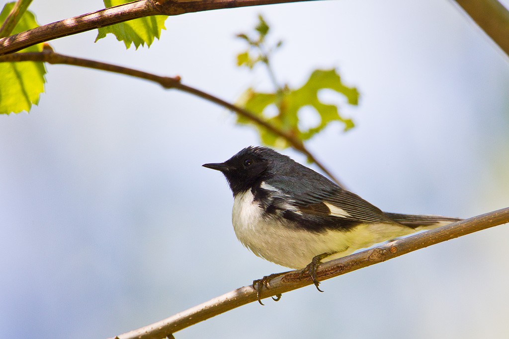 Black-throated Blue Warbler (Dendroica caerulescens)