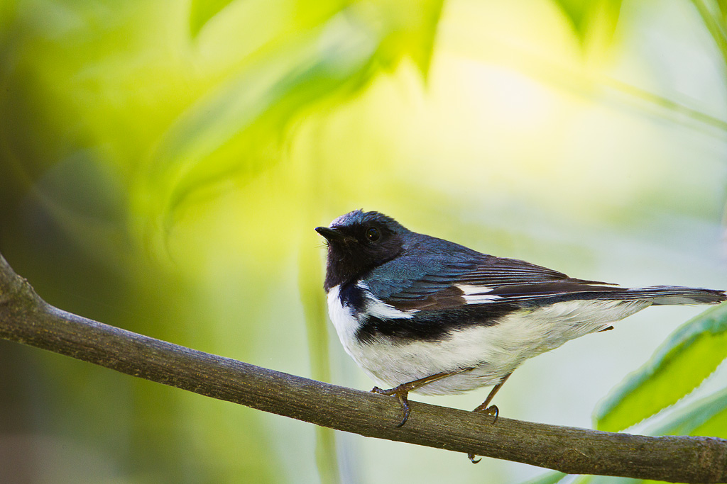 Black-throated Blue Warbler (Dendroica caerulescens)