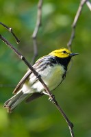 Black-throated Green Warbler (Dendroica virens)