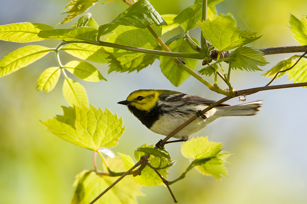 Black-throated Green Warbler (Dendroica virens)