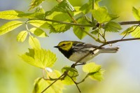 Black-throated Green Warbler (Dendroica virens)