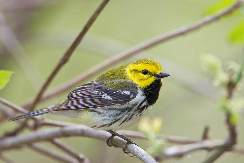 Black-throated Green Warbler (Dendroica virens)