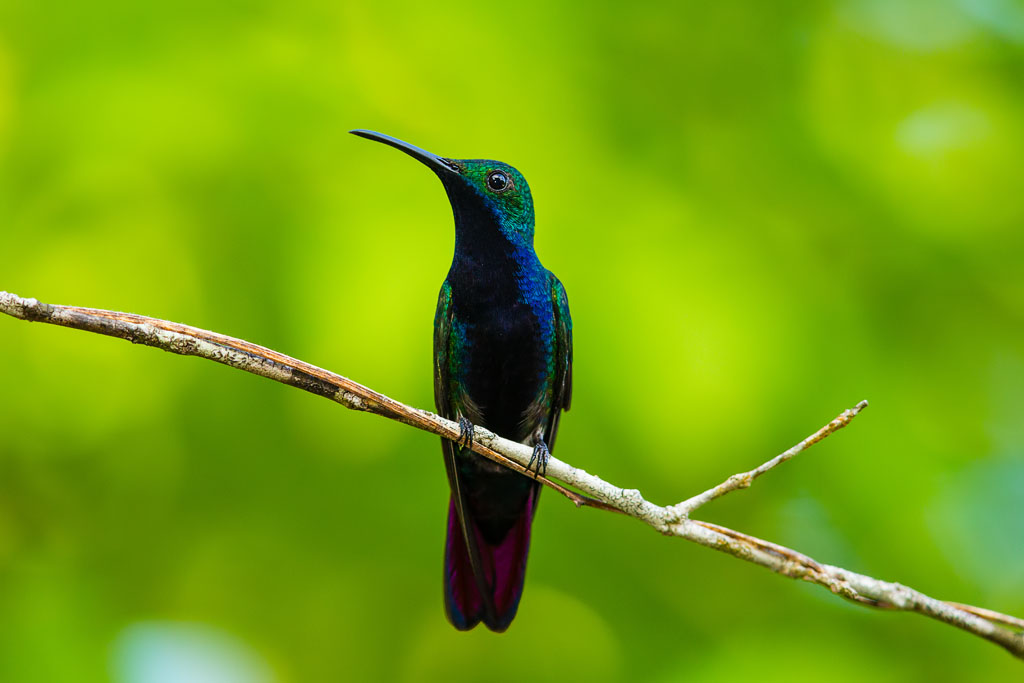 Black-throated Mango (Anthracothorax nigricollis)