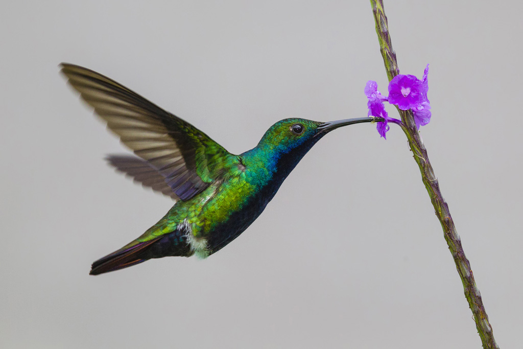 Black-throated Mango (Anthracothorax nigricollis)