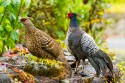 Black Francolin (Francolinus francolinus)