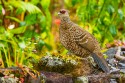 Black Francolin (Francolinus francolinus)