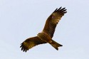 Black Kite (Milvus migrans)