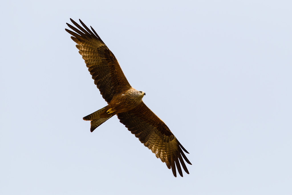 Black Kite (Milvus migrans)